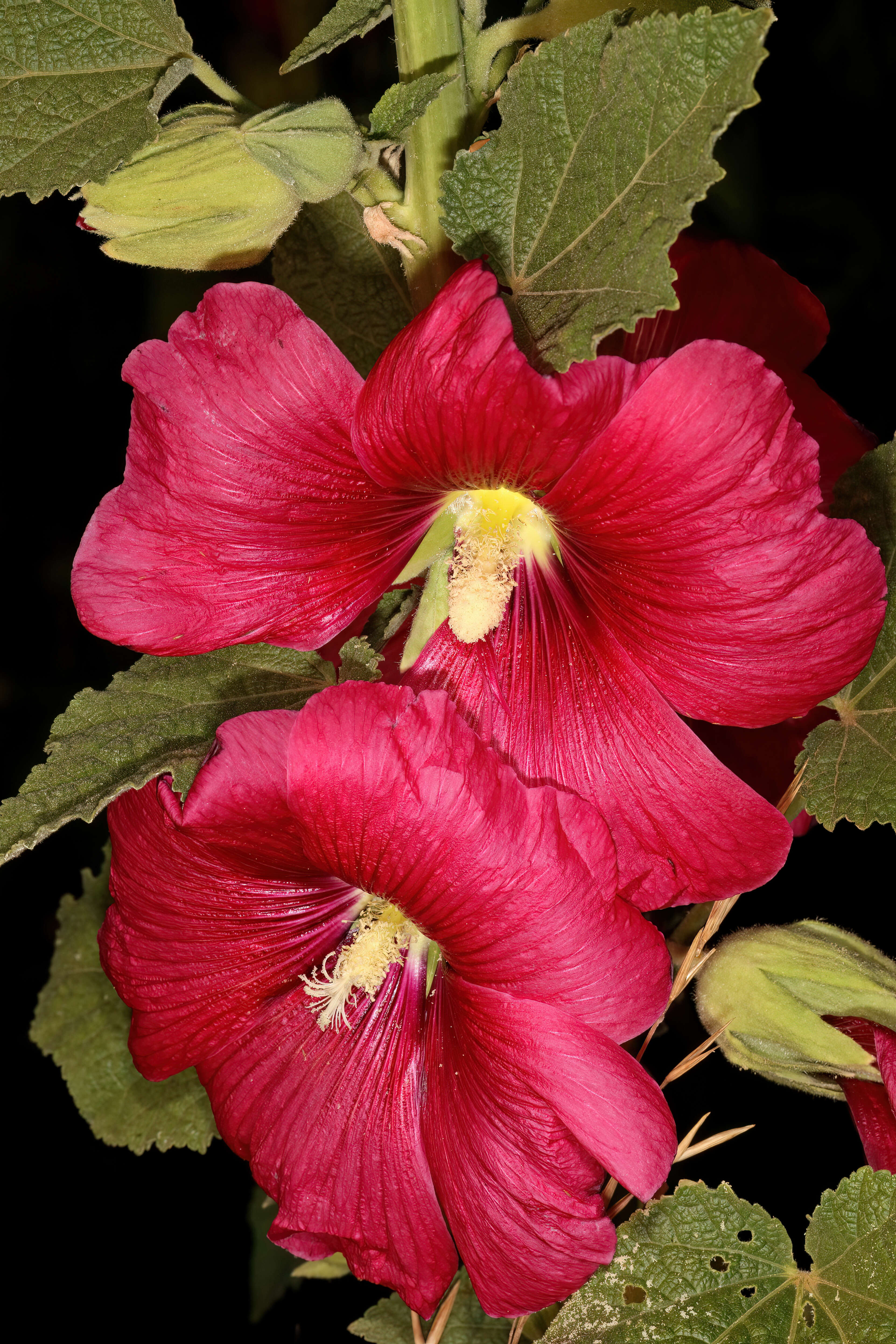 Image of hollyhock