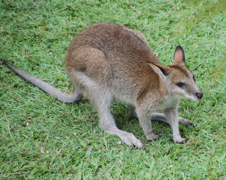 Image of Agile Wallaby