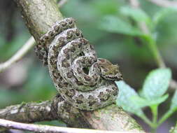 Image of Eyelash Viper