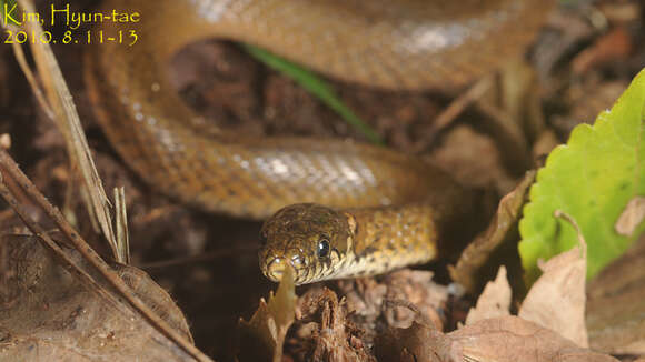 Image of Japanese Keelback