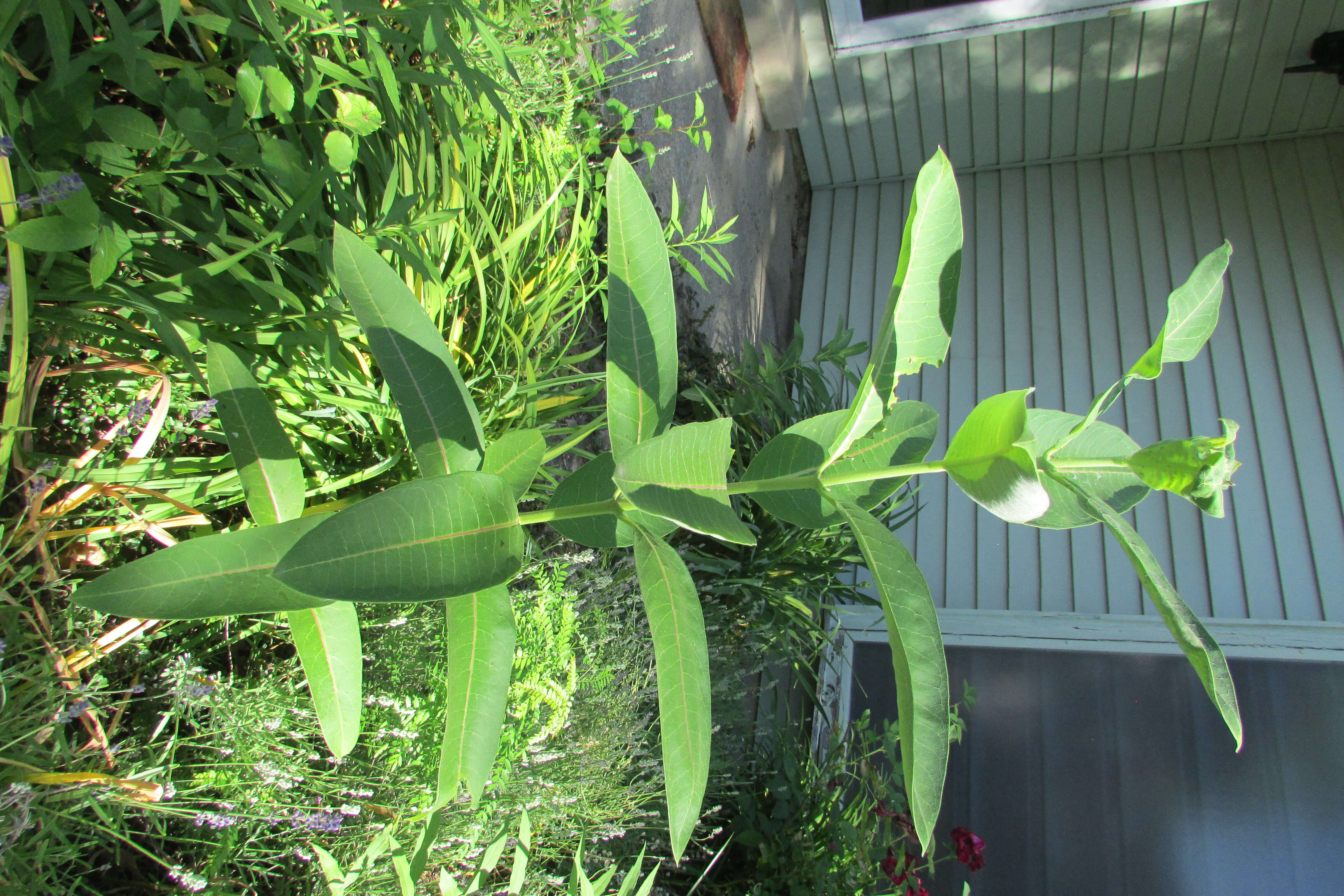 Image of common milkweed