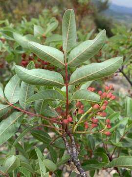 Image of Cyprus turpentine