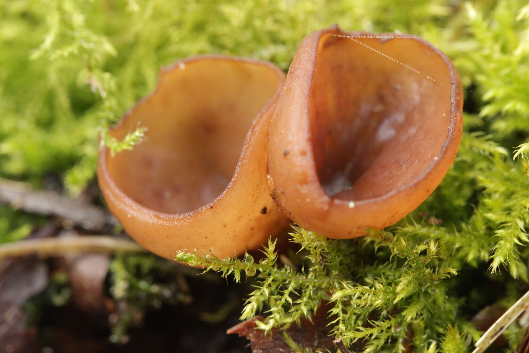 Image of Dumontinia tuberosa (Bull.) L. M. Kohn 1979