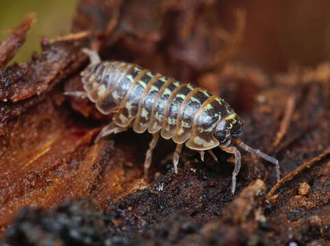 Image of Armadillidium pictum Brandt 1833