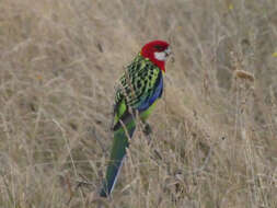 Image of Eastern Rosella