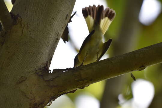 Imagem de Setophaga ruticilla (Linnaeus 1758)