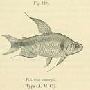 Image of Nannopetersius ansorgii (Boulenger 1910)