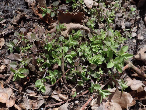 Слика од Moehringia trinervia (L.) Clairv.