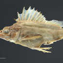 Image of Alert pigfish