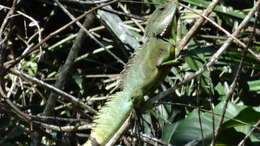 Physignathus resmi