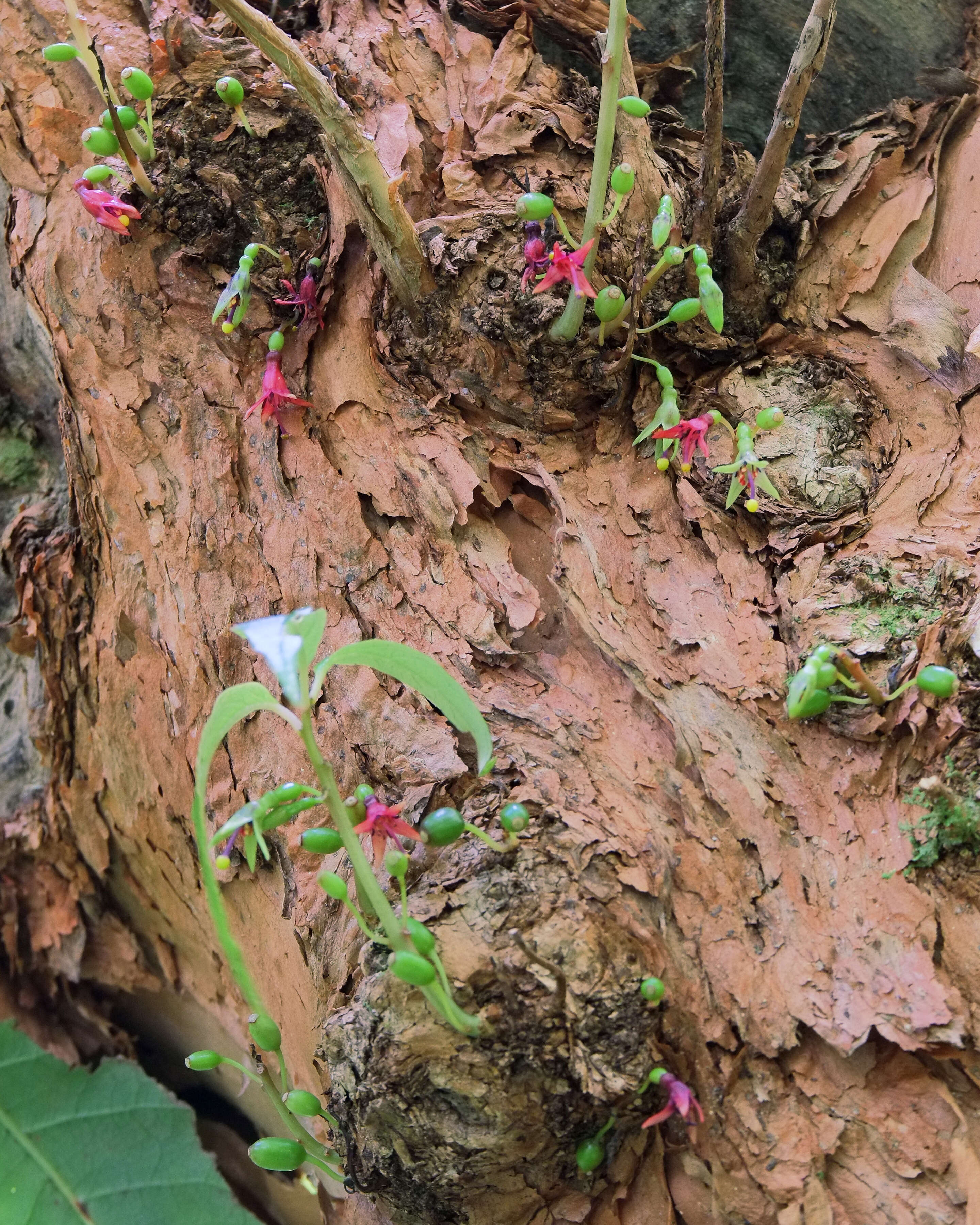 Image of New Zealand fuchsia