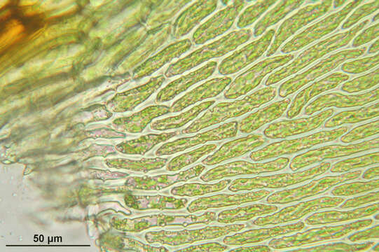 Image of calliergonella moss