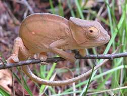 Image of Parson's Chameleon