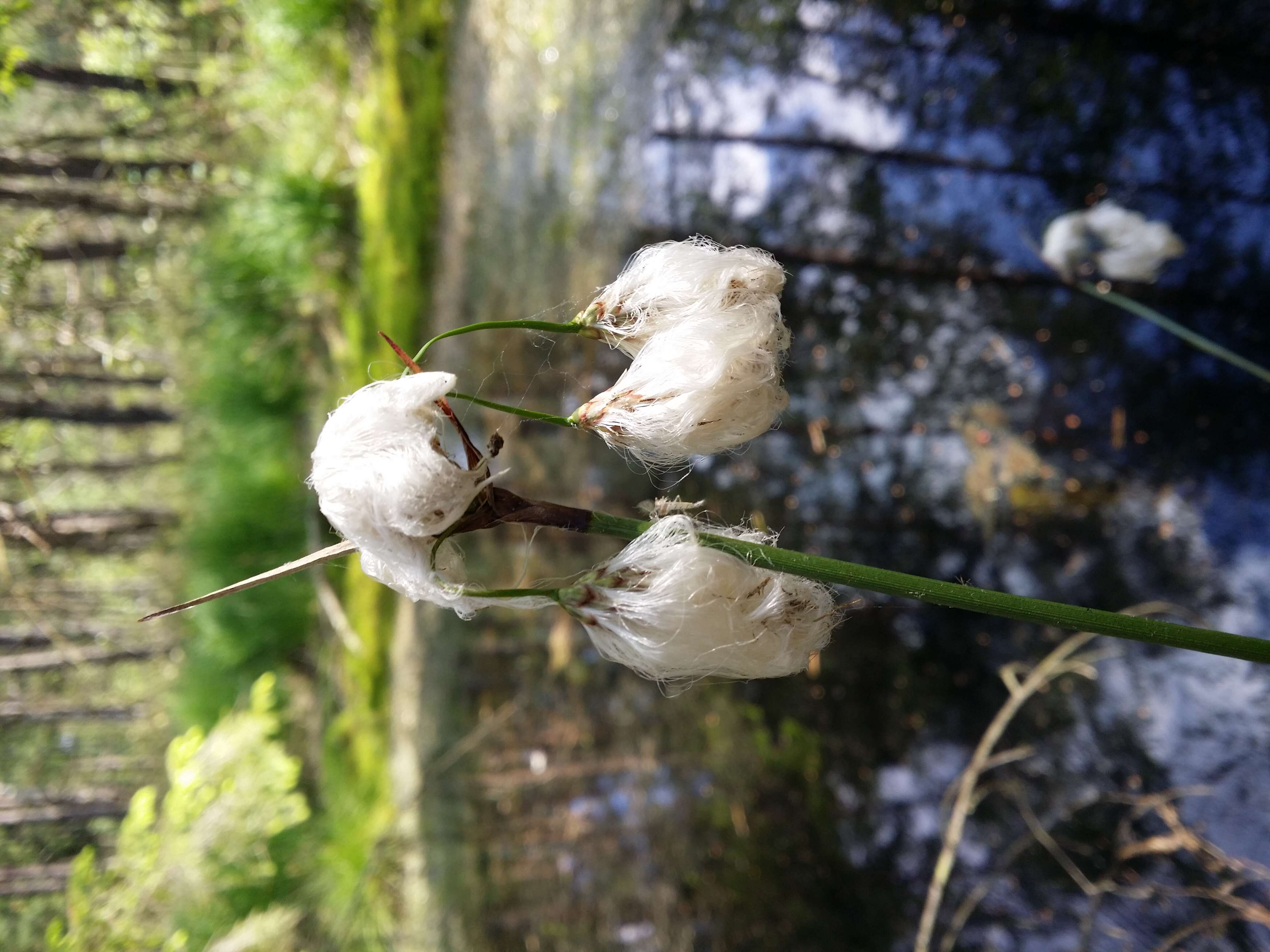 Image of common cottongrass