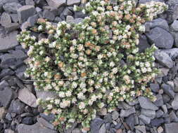 Image of Pimelea prostrata (J. R. & G. Forst.) Willd.