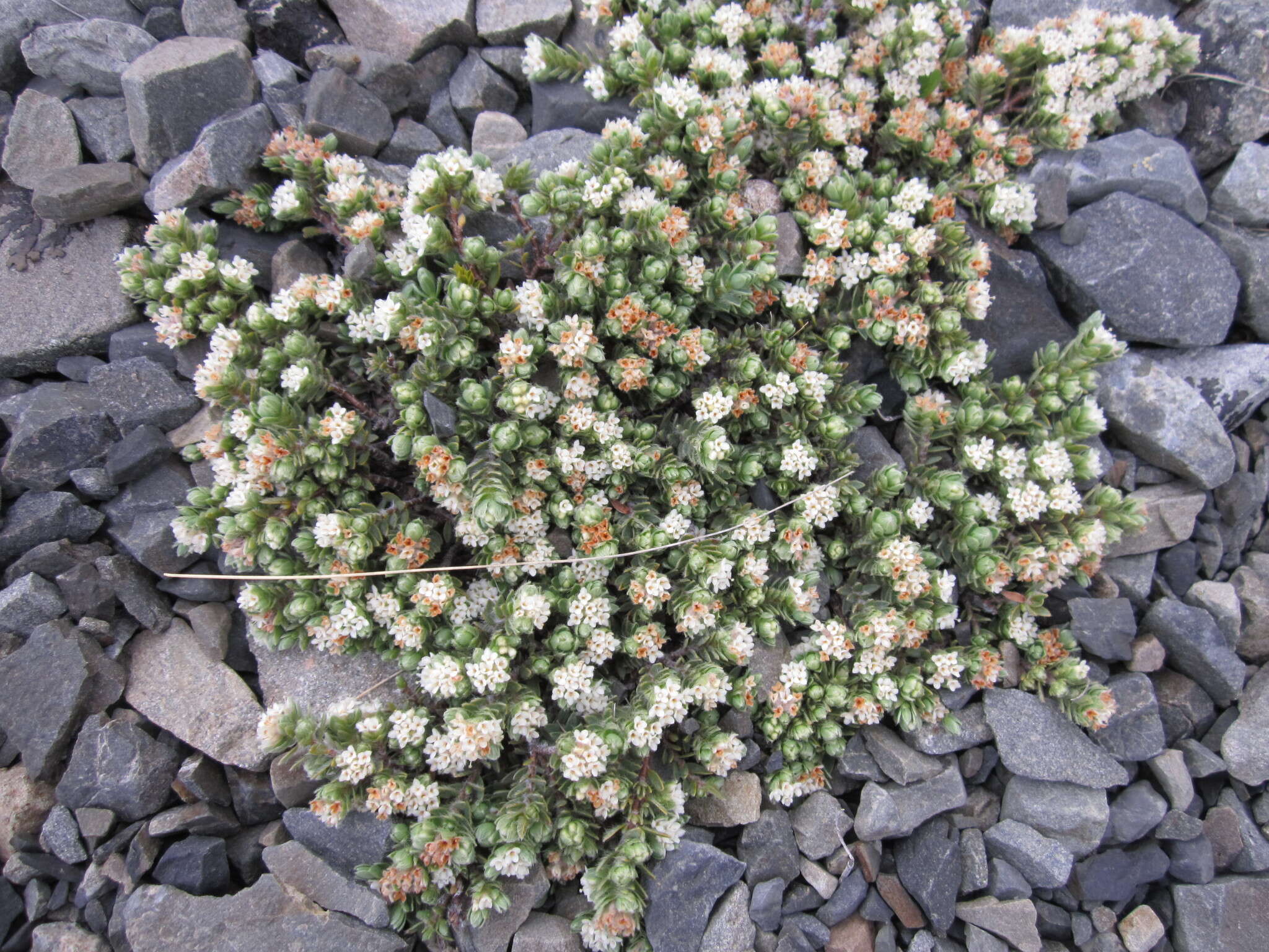 Image of Pimelea prostrata (J. R. & G. Forst.) Willd.