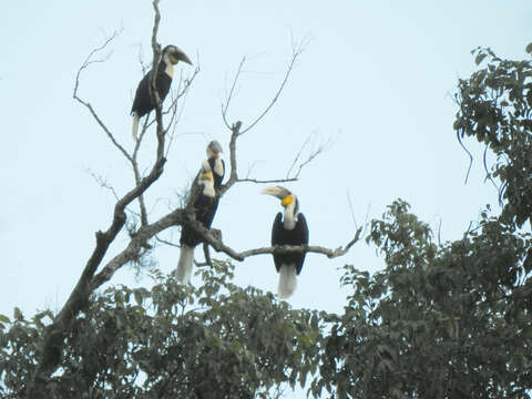 Image of Wreathed Hornbill