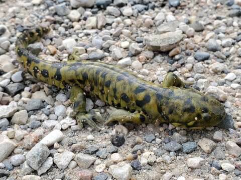 Image of Barred Tiger Salamander