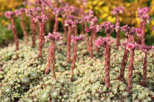 Image of Cobweb Houseleek