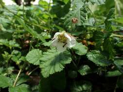 Image of Rubus nepalensis (Hook. fil.) Kuntze