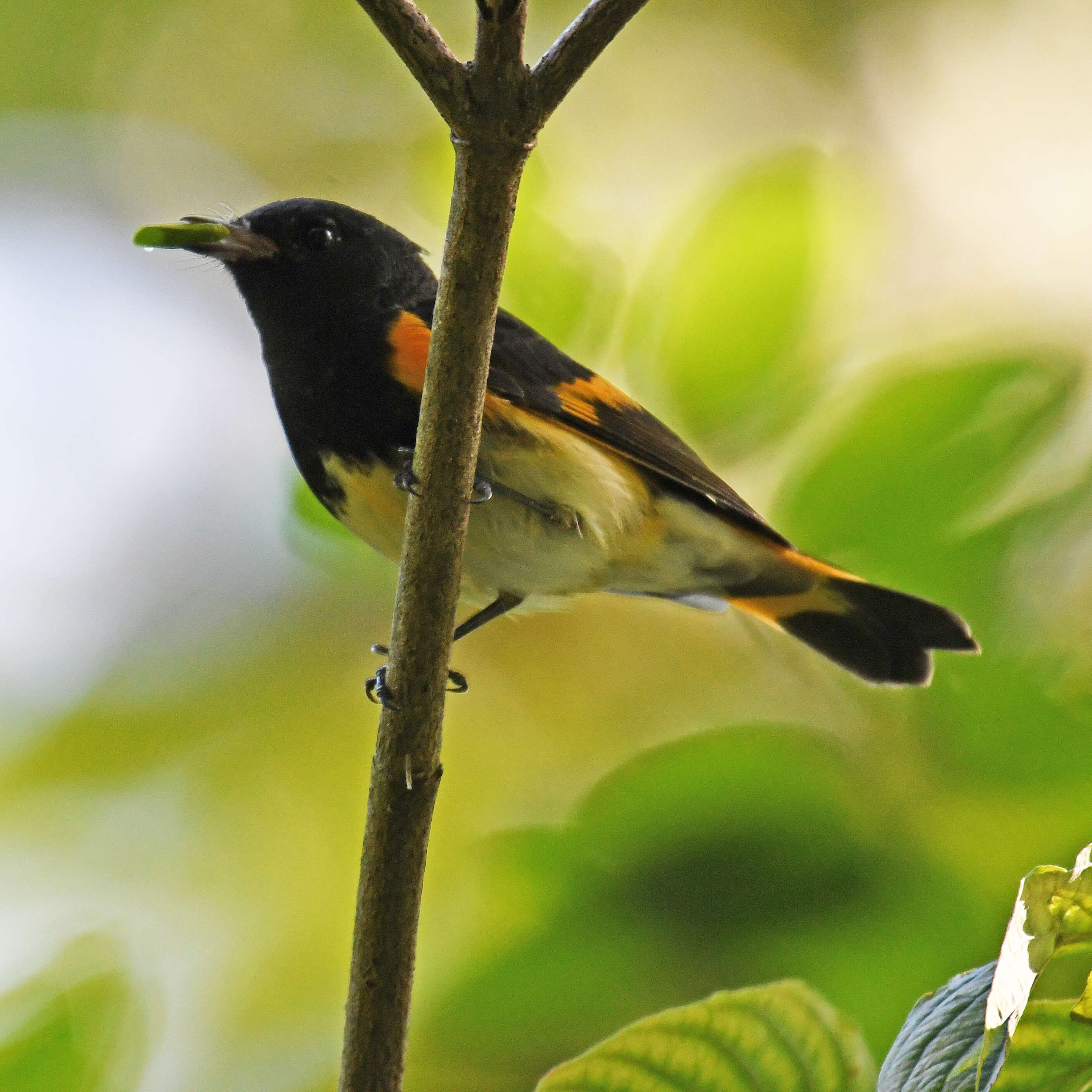 Image of American Redstart