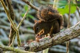 Image of Guianan Squirrel