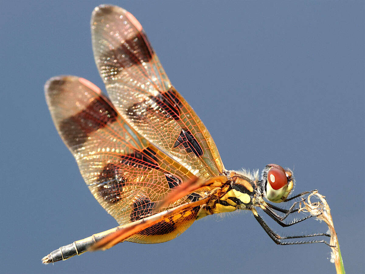 Celithemis eponina (Drury 1773) resmi