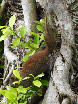 Image of Gray-bellied Squirrel