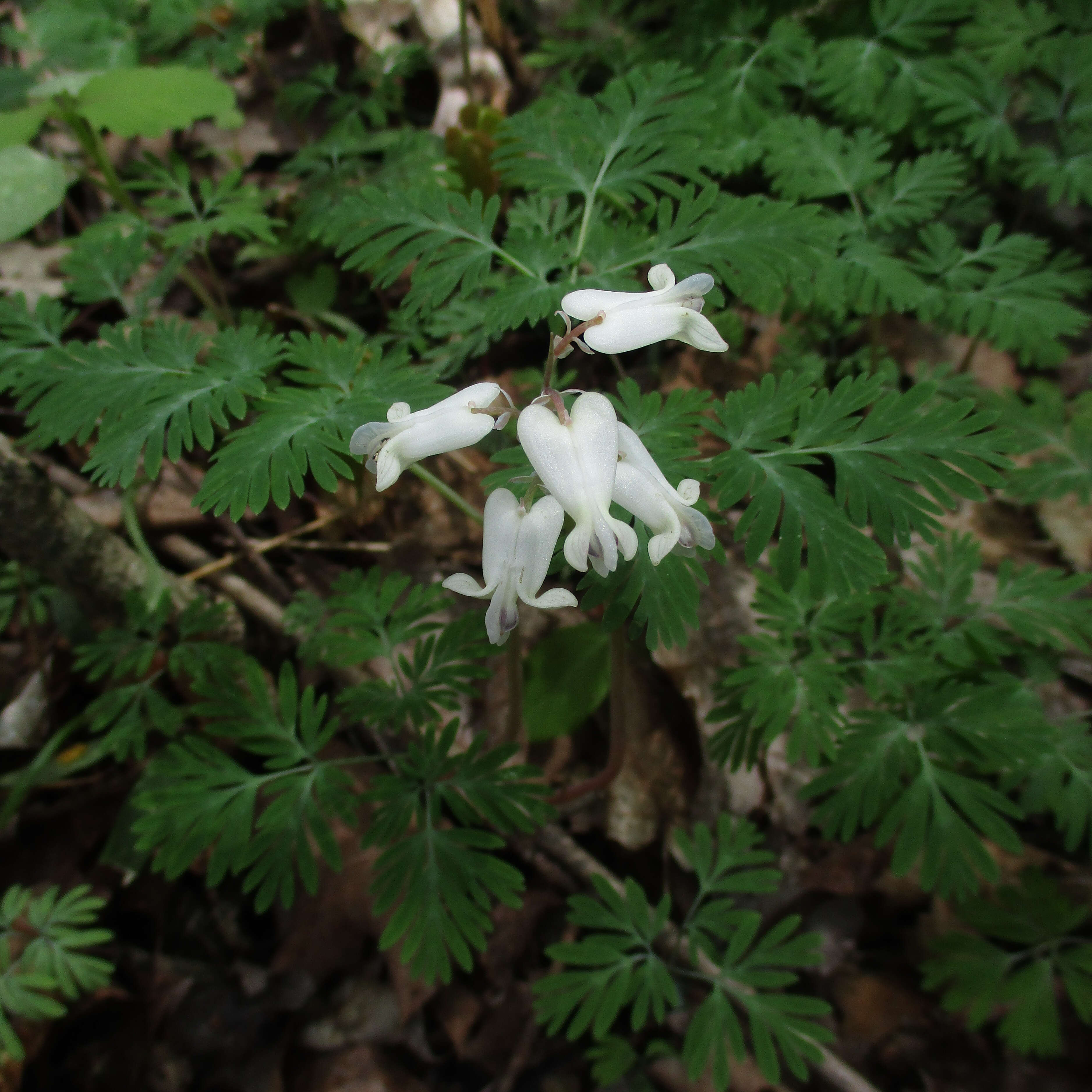 Image of squirrel corn