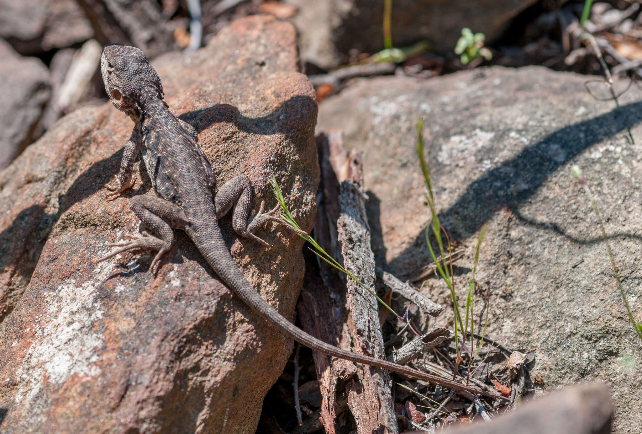 Image of Tawny Crevice-dragon