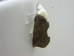 Image of Vampire Moths
