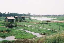 Image of kangkung