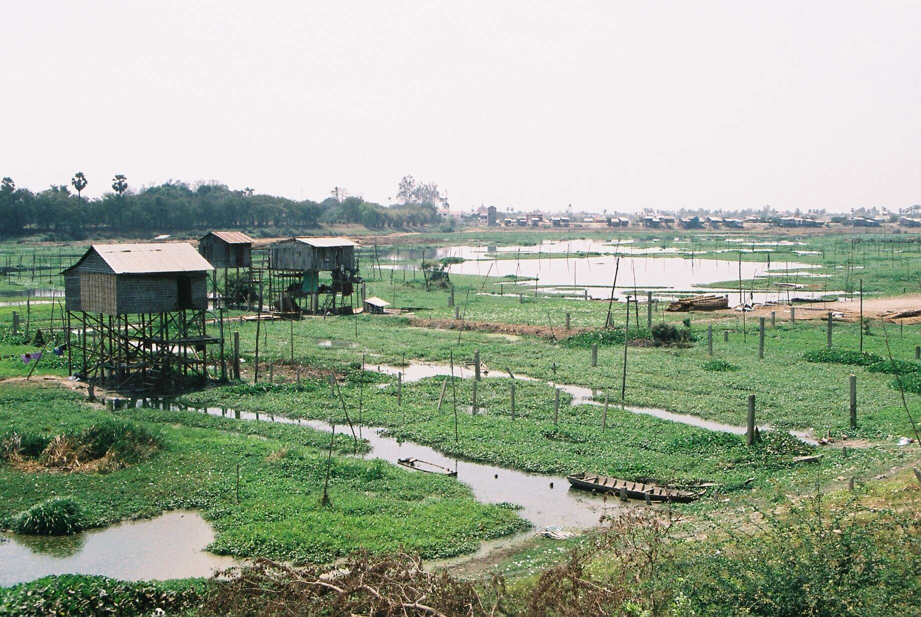 Image of kangkung