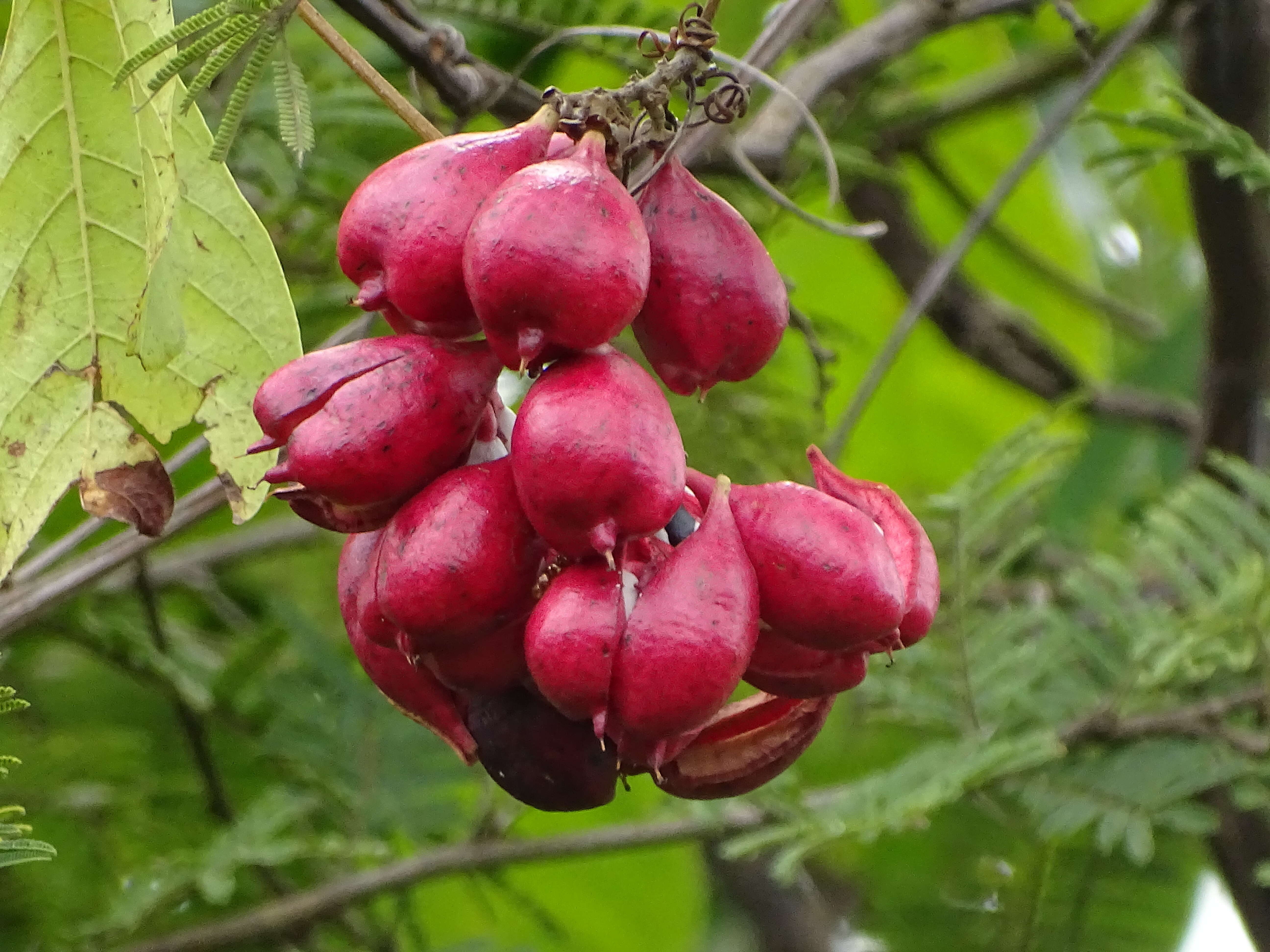 Слика од Paullinia pinnata L.