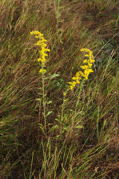 Image de Solidago nemoralis Ait.