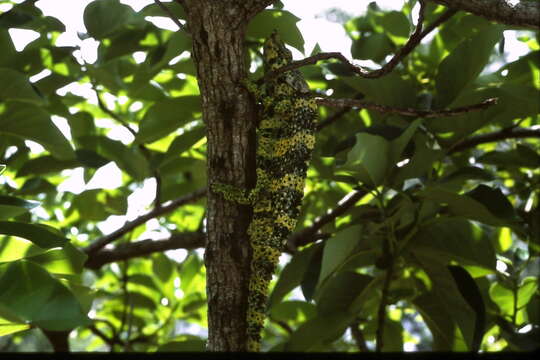 Image of Giant One-Horned Chameleon