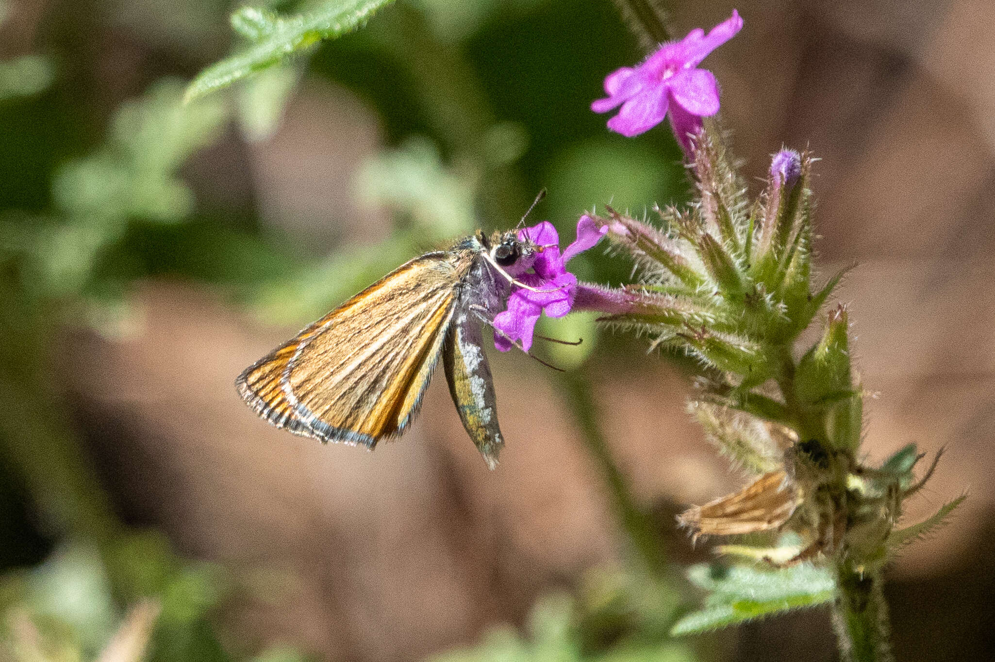 Image of Copaeodes