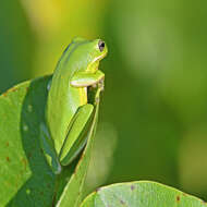 Image of American Green Treefrog