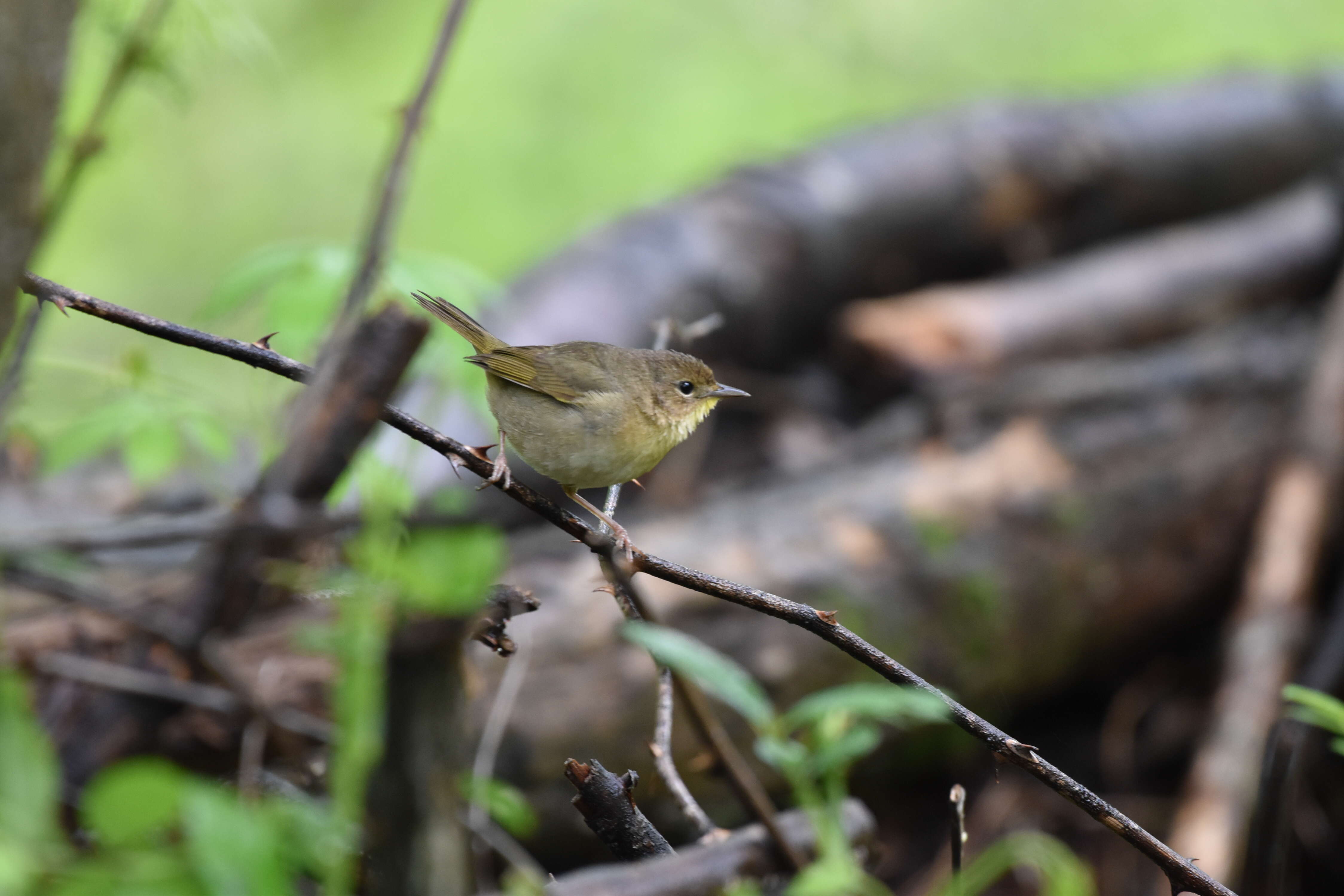 Geothlypis trichas (Linnaeus 1766) resmi