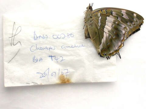 Charaxes ameliae Doumet 1861 resmi