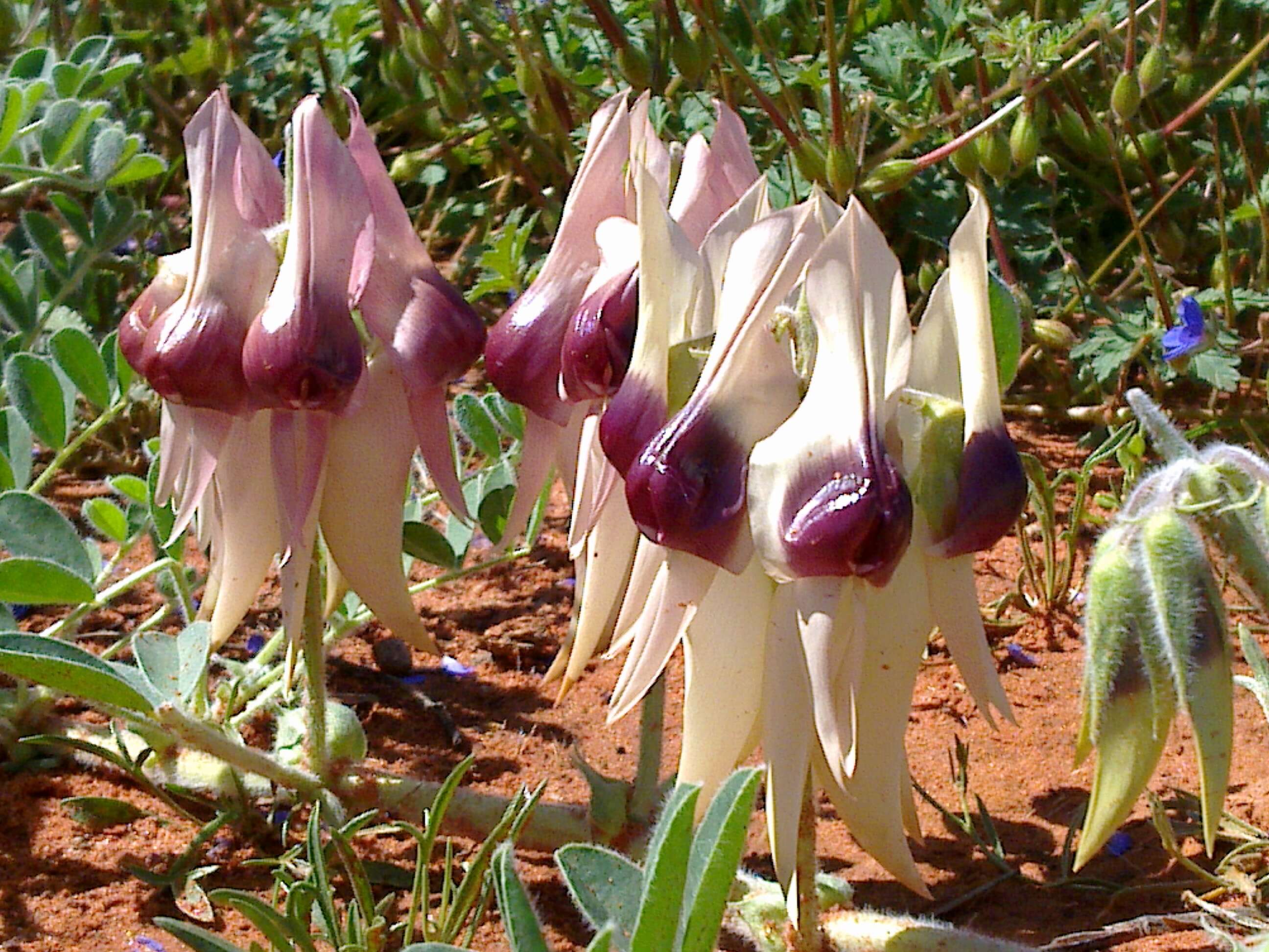 Plancia ëd Swainsona formosa (G. Don) J. Thompson