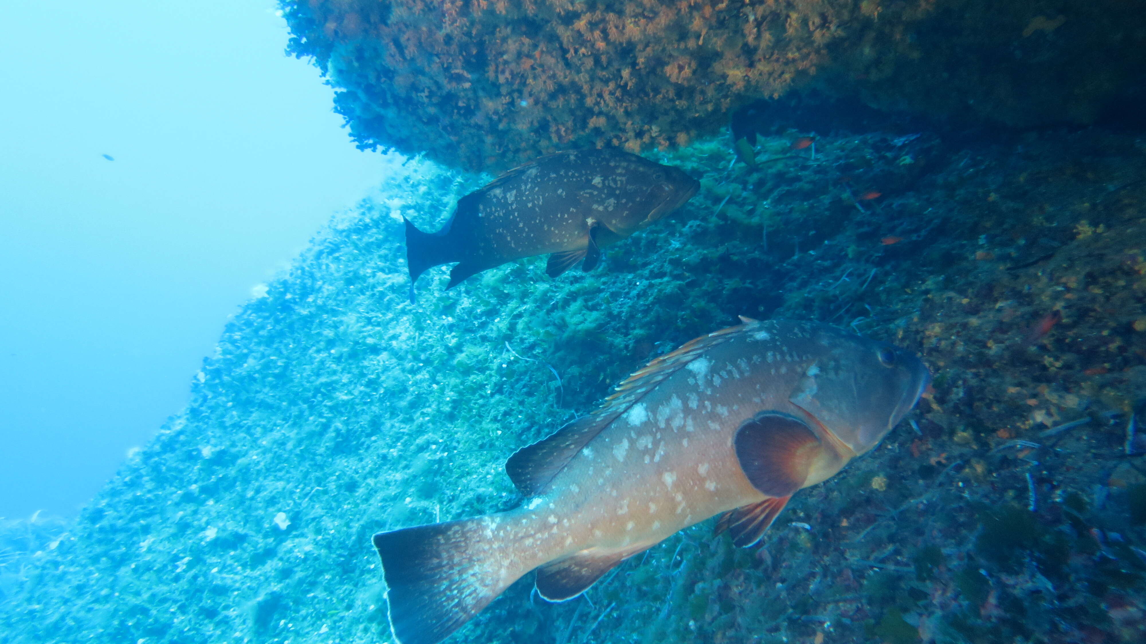 Image of Dusky Grouper