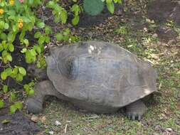 Слика од Chelonoidis chathamensis (Van Denburgh 1907)