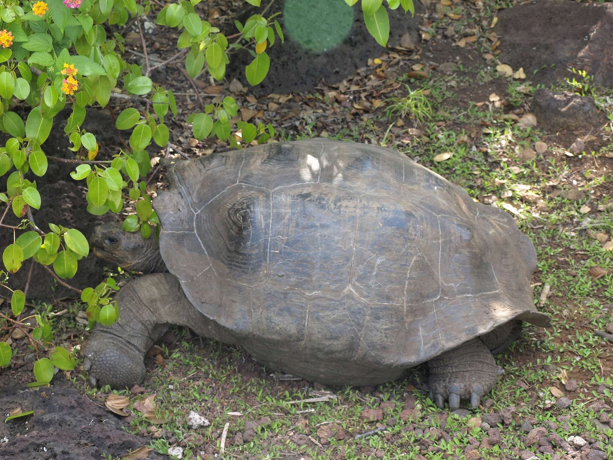 Слика од Chelonoidis chathamensis (Van Denburgh 1907)