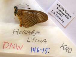 Image of Acraea lycoa Godart 1819