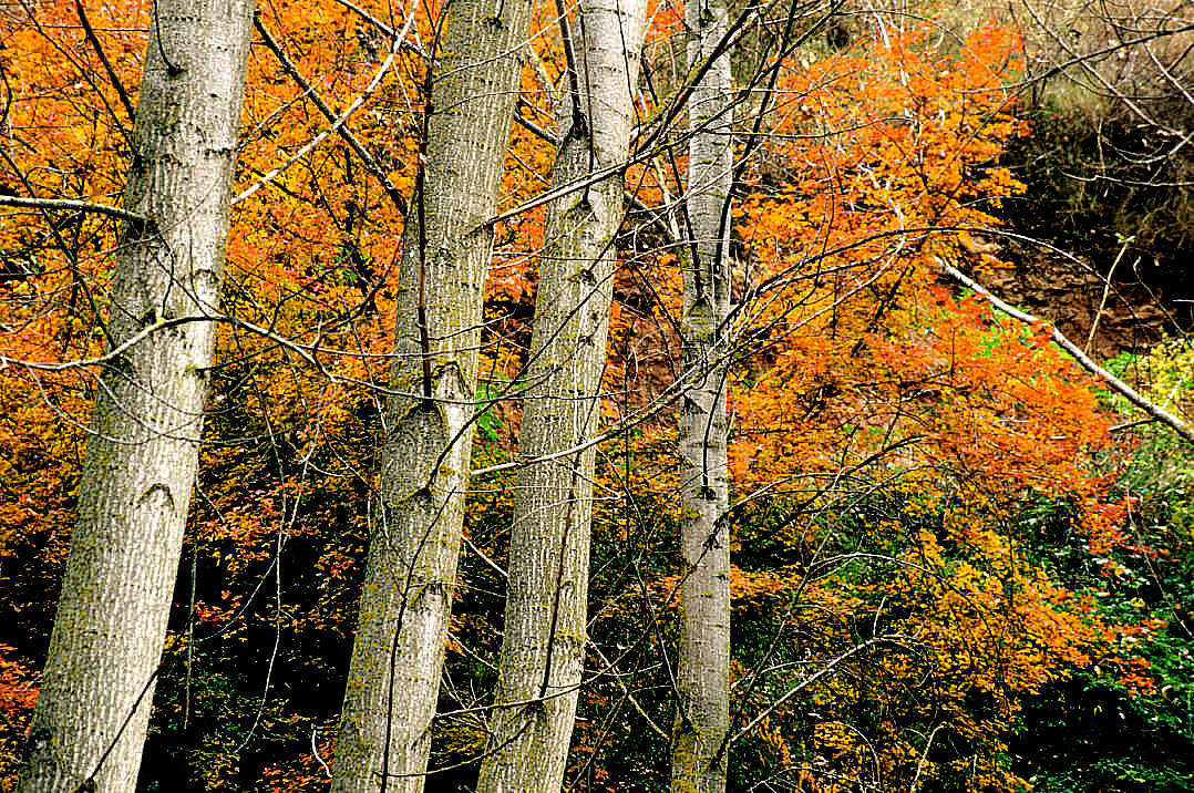 Image de Pyrus bourgaeana Decne