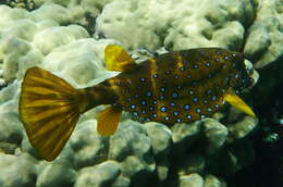 Image of Yellow boxfish