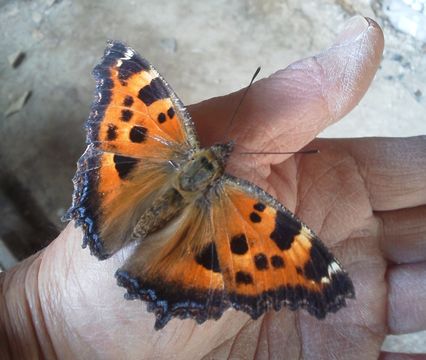18.https www inaturalist org photos 6529066.580x360
