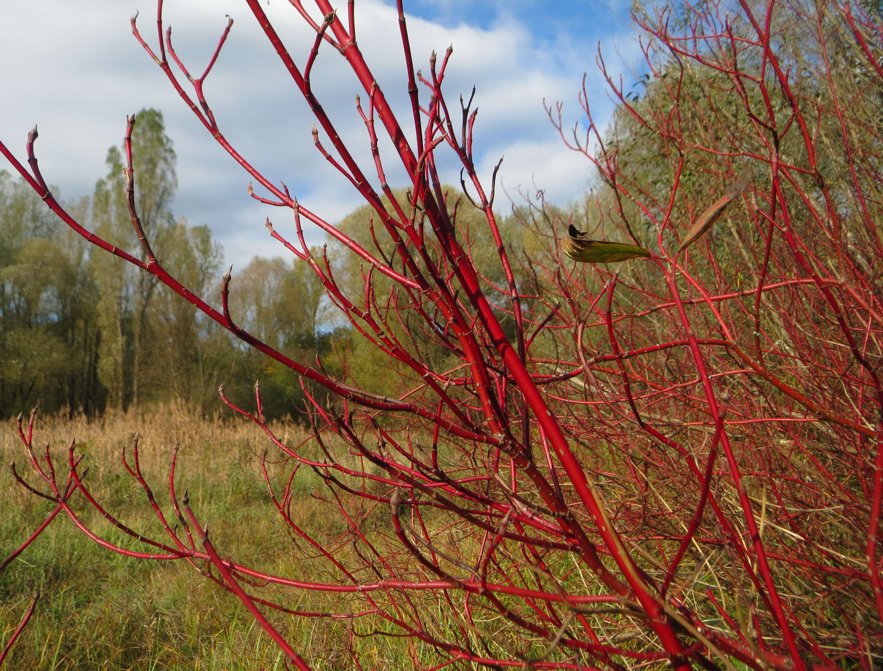 Image of redosier dogwood