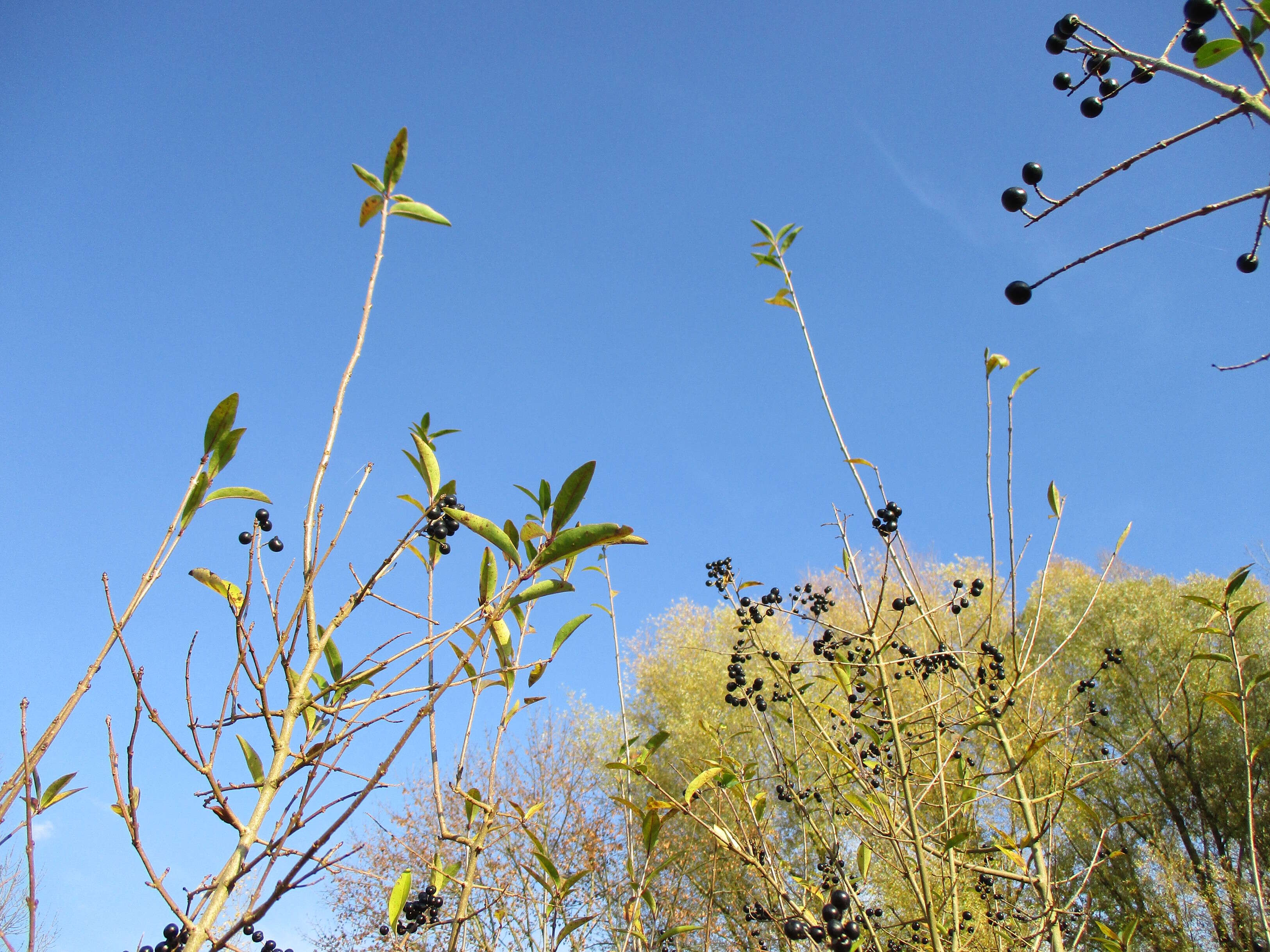 Image of European privet